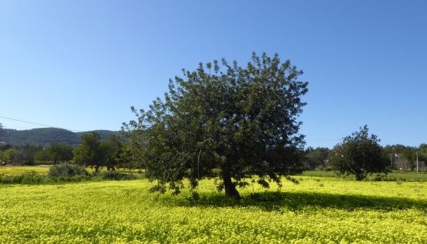 Qué hacer en Ibiza en mayo